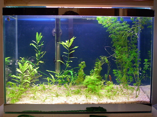 acuario plantado de 40 litros - Página 2 499031563b887a415a4d34929931239fo