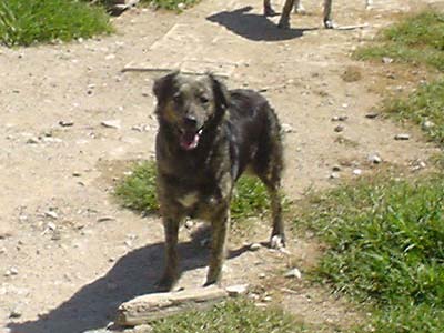 Cuquita, mestiza grande. Necesita un adoptante muy especial ya que no se deja tocar. PATAS CANTABRIA (PE) 4e3bf9bc3c89a10daa59fa80f8a3f77ao