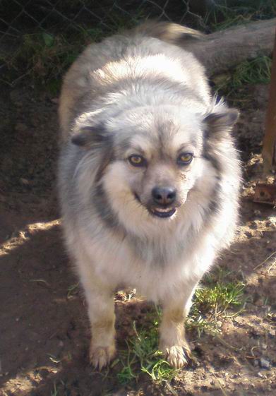 Cahechina (2004), pequeña. PATAS CANTABRIA (PE) 56e5bd6d77a5c7bb3436a450c456fb1ao