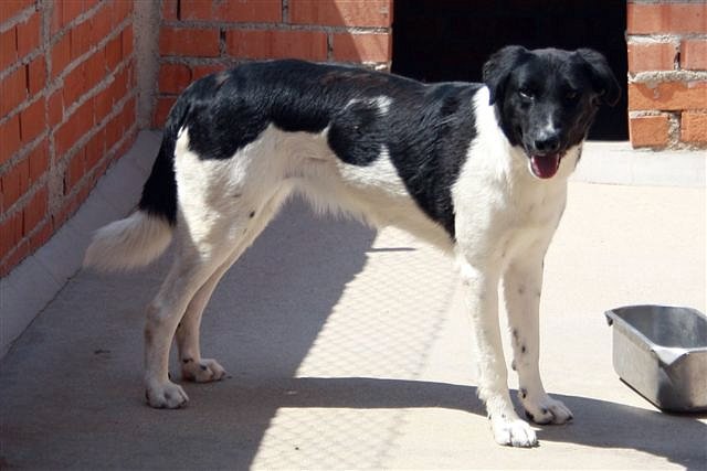 *CARLA (2007), mestiza mediana en adopción. Es muy miedosa. Necesita un adoptante especial que la ayude a confiar y a superar sus miedos. Madrid apap alcala (Solo en adopcion en la comunidad de Madrid) (PE) 59bdfe63d767ff591854cd7628735cdbo