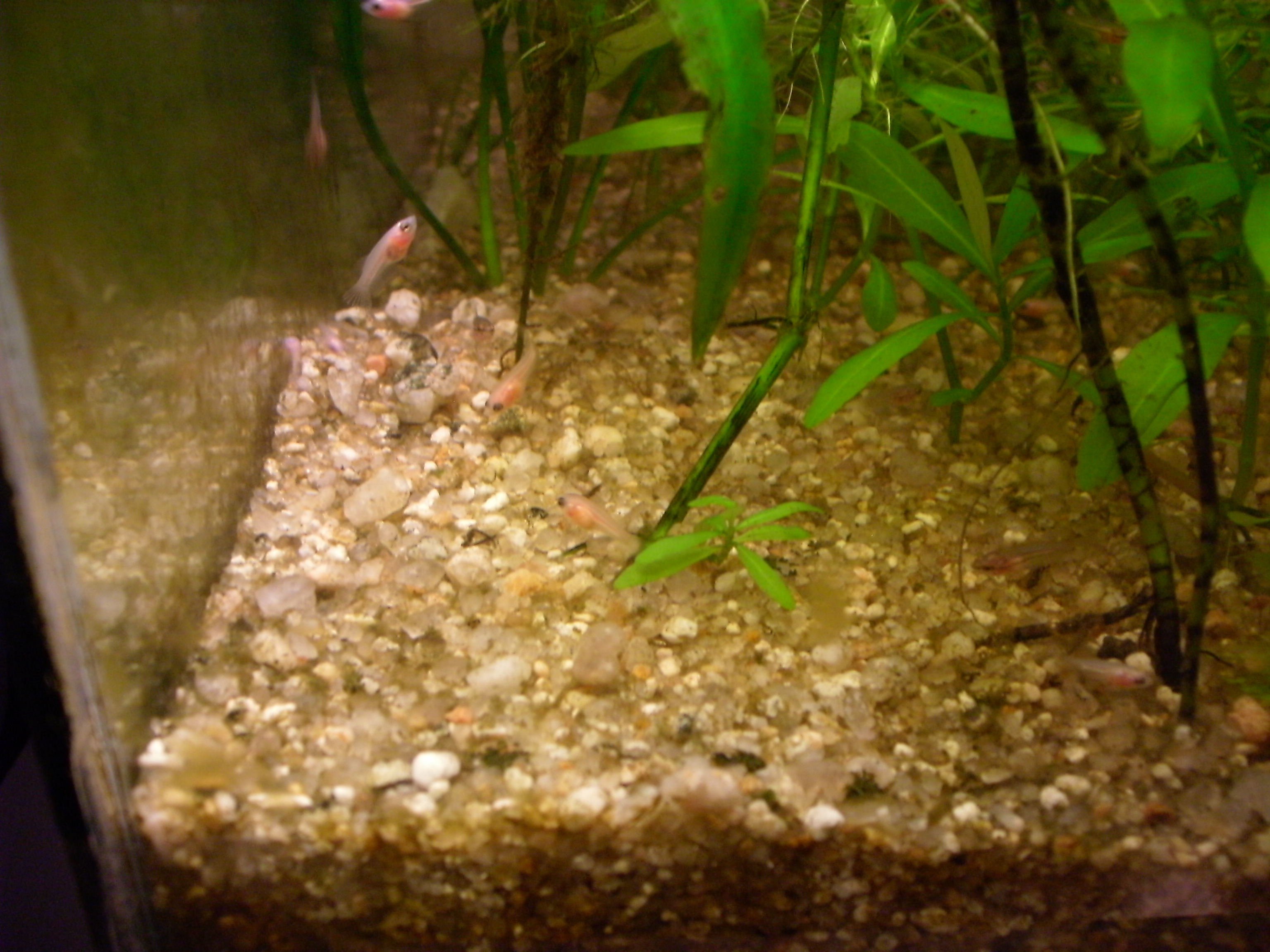 Puesta de Bettas en acuario plantado 40 litros. - Página 2 6efe0179578137996f80614a2d7d4953o