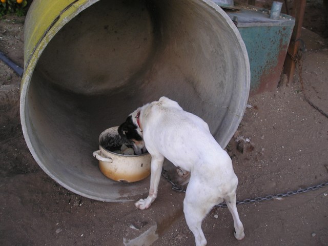 Rufo,10 años atado a una cadena 7b968b831d35791427d3c4acb1f2b77eo