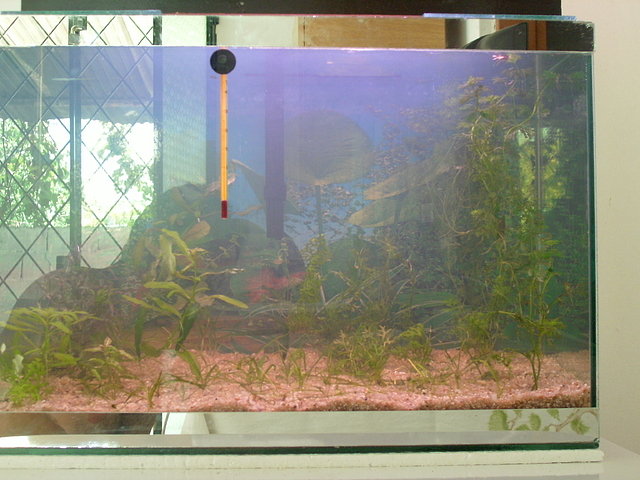 acuario plantado de 40 litros 879b6fea2412f2cac668badca9d4bb99o