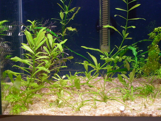 acuario plantado de 40 litros - Página 2 8e6c5fb9c0a13033974b69b8b360a417o