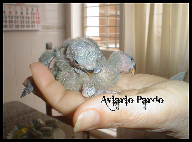 Agapornis papilleros en Cdiz y Huelva. 969e5548de6c51598d2be3699a076c12o