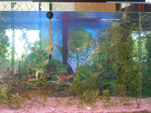 acuario plantado de 40 litros 9d73b05c62d6e820d1daa38591116516o