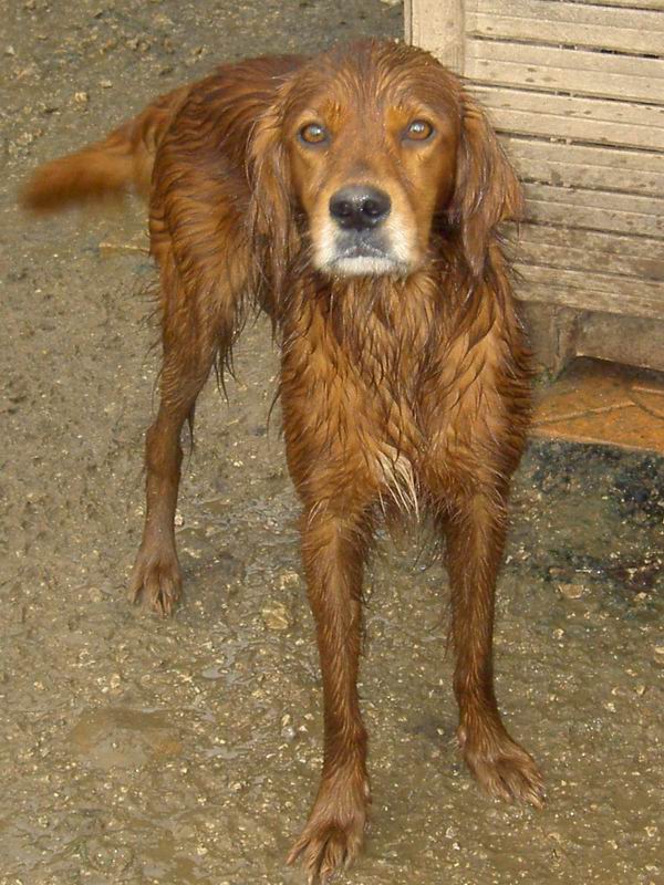 Fallecido... Se queda en el alberge... no disponible para adopcion... Ciclon, setter irlandes, adulto. Tiene un tumor maligno en el ano. Patas Cantabria (PE) B11db06dad51d4336dadb355554b32d6o