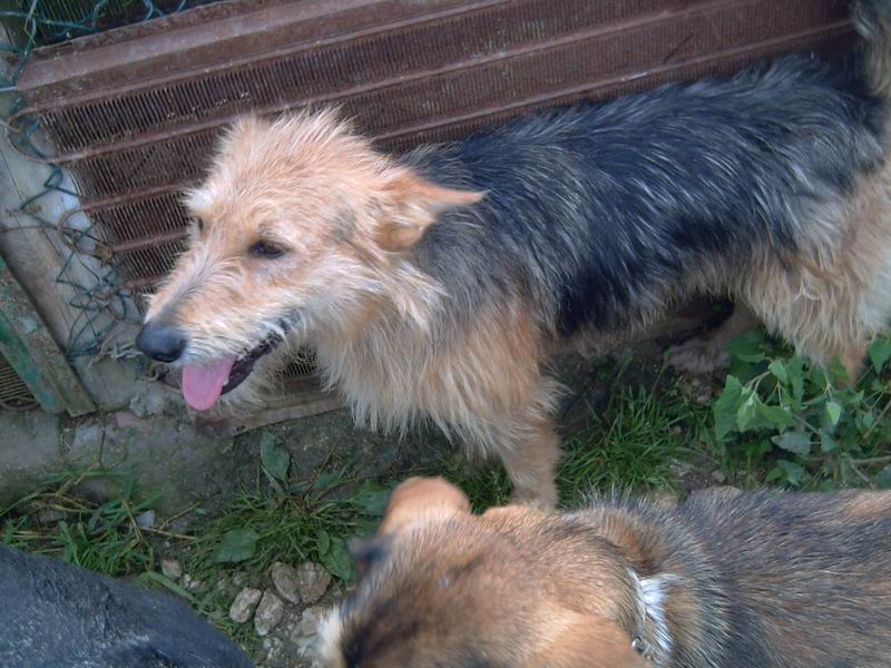 Roy (septiembre 2006), mestizo mediano en adopcion. PATAS CANTABRIA (PE) C0bde5736aa6d9b3aa969bc0ff6dbdb1o