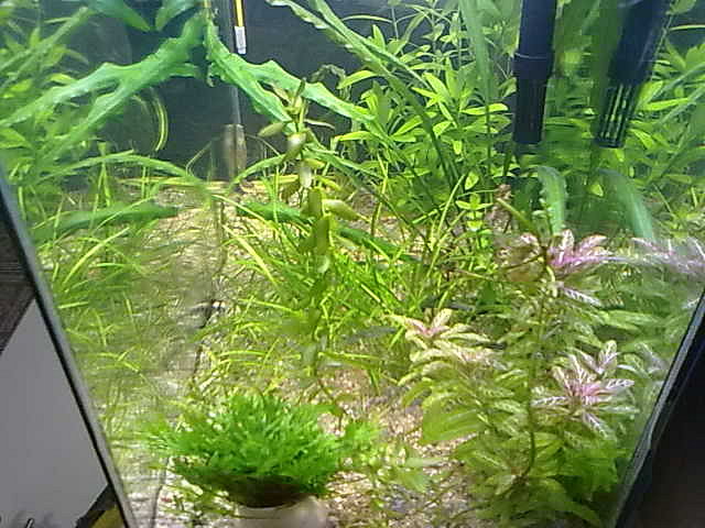 acuario plantado de 40 litros - Página 3 C0eb6d4064e75f8fa8096f7109140838o