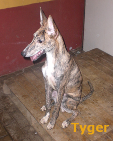 galgo - Shirkan y Tyger, cruces de galgo, cachorros. Uprodea C771daf9561897451d460e5c8c62e23bo