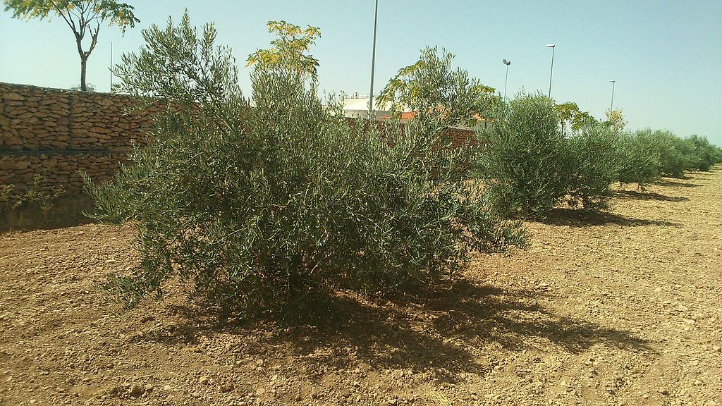 PLANTONES DE OLIVO EN ESTACA O NEBULIZADOS (BARCELONA) - Página 2 D54542b7b00d19e34652d1c65f9004e3o