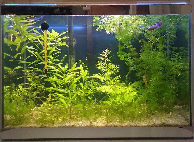 acuario plantado de 40 litros - Página 2 Eb3895bda2fa0a5b9174209638d53b74o