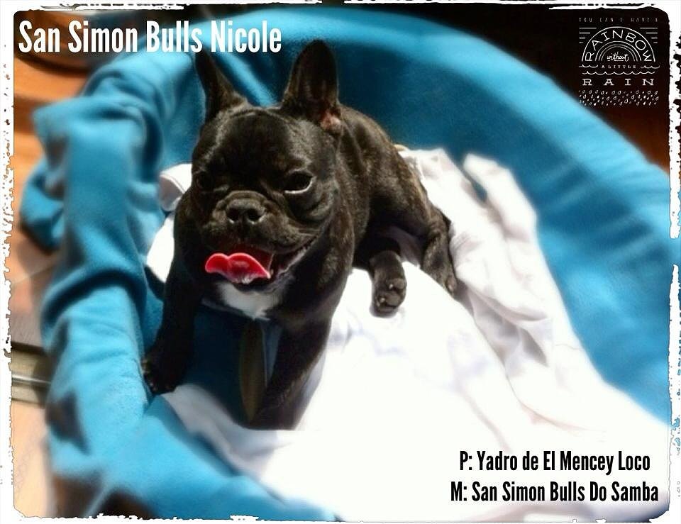 Presento a San Simon Bulls Nicolle (Lima -Perú) Ee91629f75318798a536d22370388919o