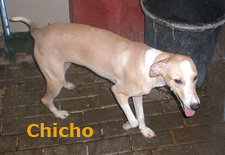 galgo - Chicho, cruce galgo, cachorro. Uprodea Ef9022a751d9d3c5ecab6f574fad4faeo