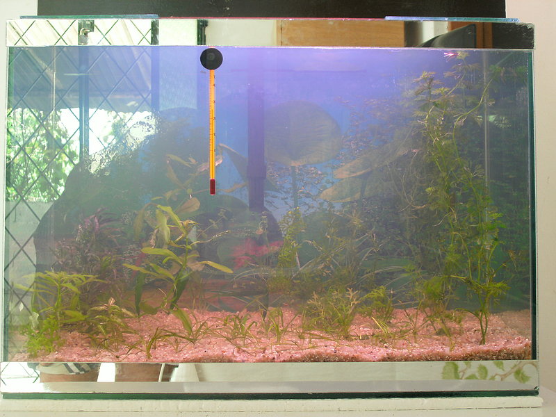 acuario plantado de 40 litros F48aa208b4301b44264ce49fce75ddc2o