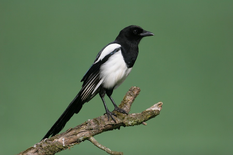 Patrick ABRIAL Le corbeau et le renard 01-Magpie