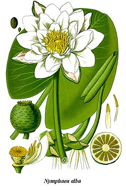 Traité d'herboristerie 250px-Cleaned-Illustration_Nymphaea_alba