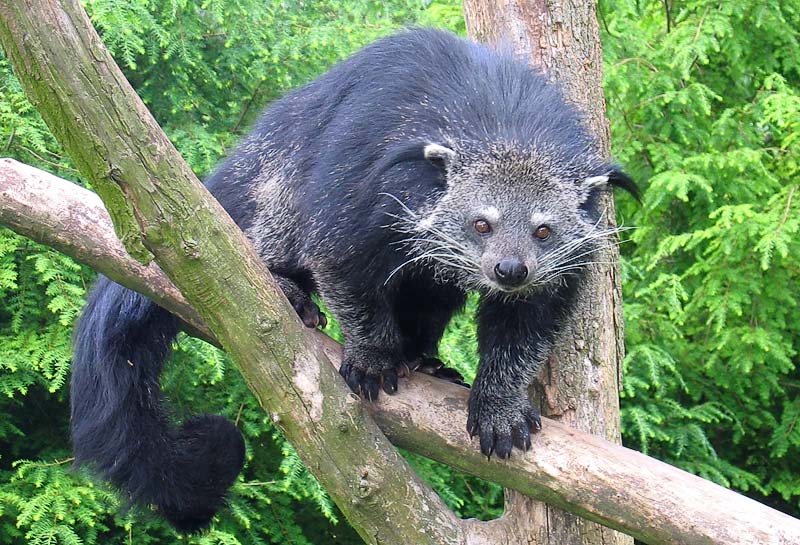 Présentation de nos totems... Binturong_in_Overloon