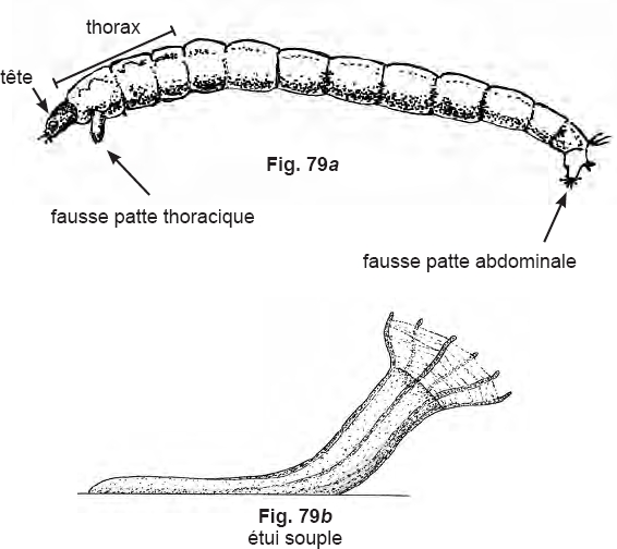 Bouche déformée sur un scalaire mâle du Pérou Chironomide-larve