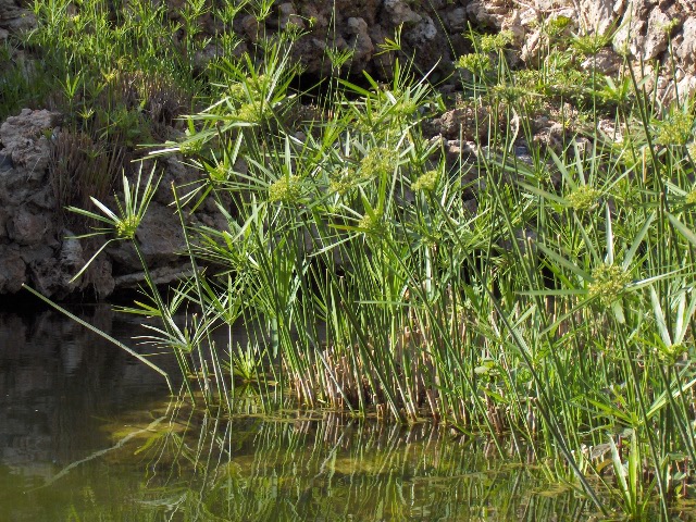 papyrus dans un aquarium 100l Cyperus.papyrus%2801%29