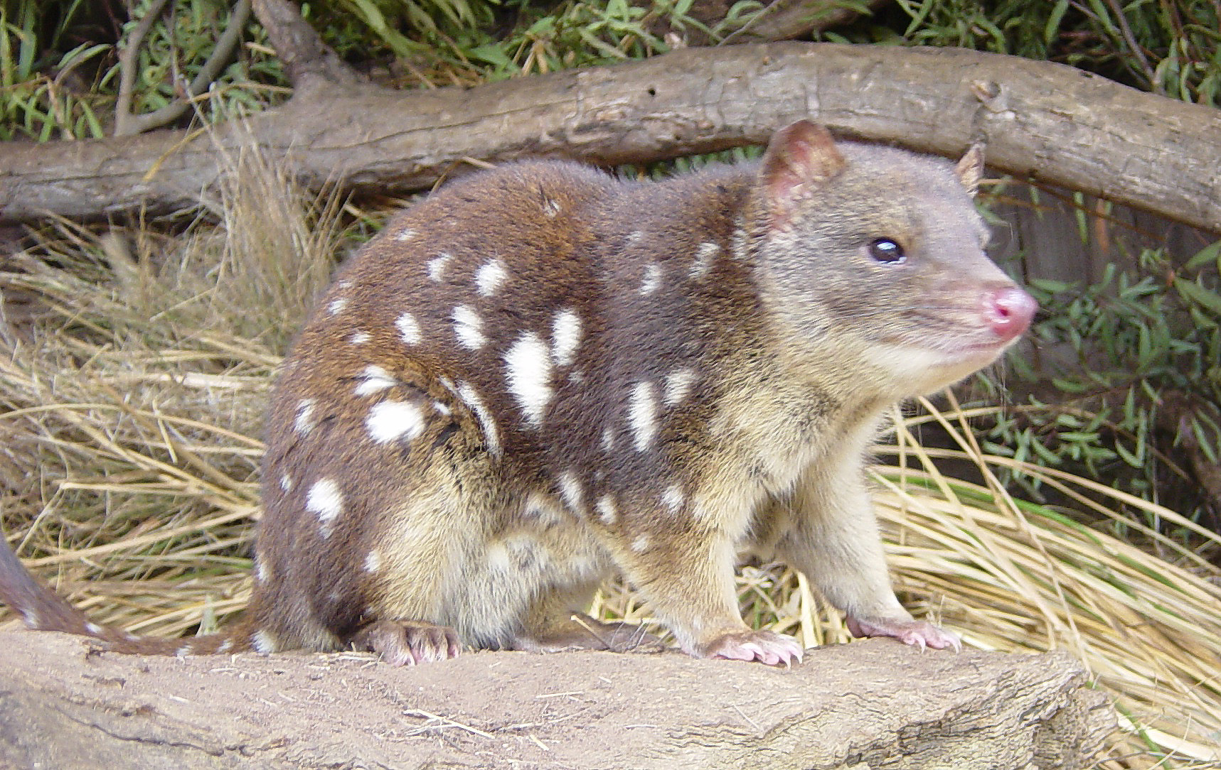 australie - Adrian HYLAND (Australie) Dasyurus_maculatus