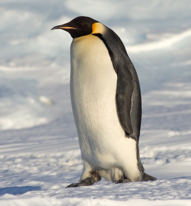 le coin des footix - Page 4 Emperor_Penguin_Manchot_empereur