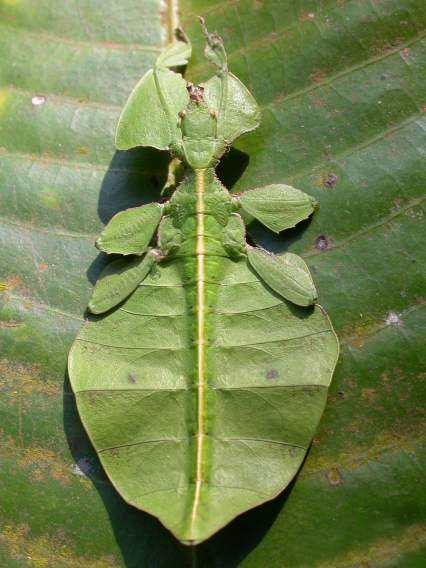 Mes bonheurs du Web 4 LeafInsect