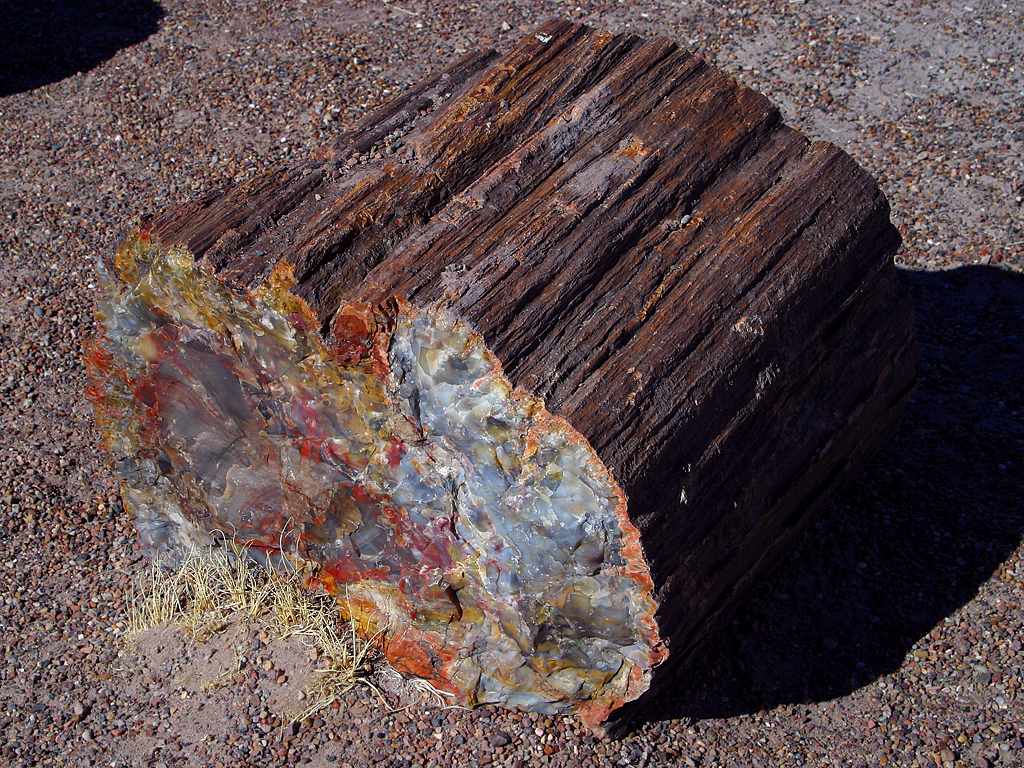 Bois & Racines PetrifiedWood