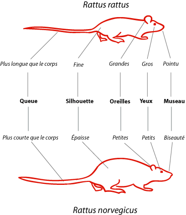 Rats sauvages Rattus