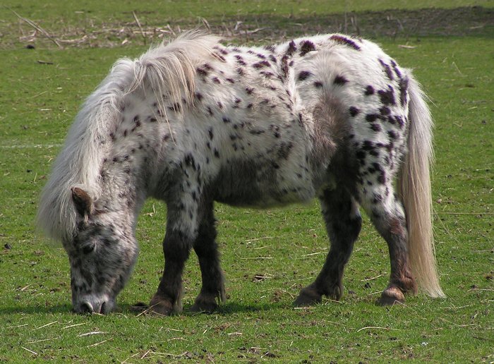 ~Le centre équestre de Dana~ Shetland_pony_dalmatian2