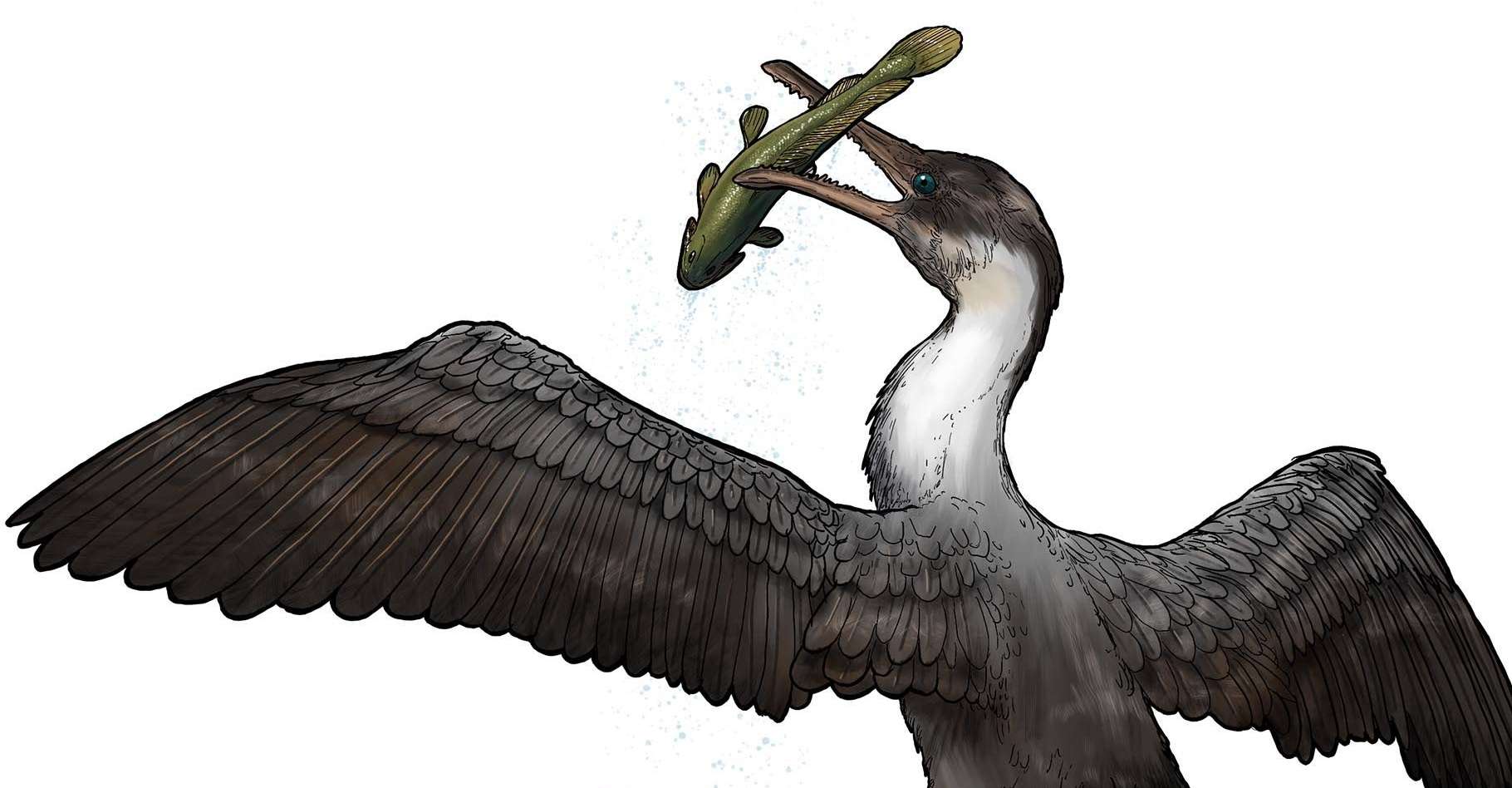 Fossile : un oiseau à dents découvert dans l'Arctique canadien ! Par Jean-Luc Goudet 1f3c355208_100164_oiseau-prehistorique-phanerozoicbay-tete