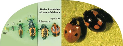 Lutte contre les Doryphores Cycle-larve-coccinelle-nymphe