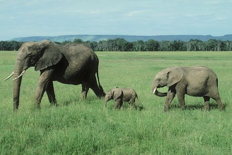 Animaux sauvages : l'éléphant Elephante_elephanteau