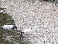 Siguen apareciendo casos de animles muertos pájaros, peces, cangrejos, pulpos, buitres, ballenas y muchas clases de animales  muertos en distintas partes del mundo en los ultimos dias   - Página 7 USA