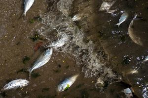 20 tonnes de poissons morts dans la baie de Rio Topelement