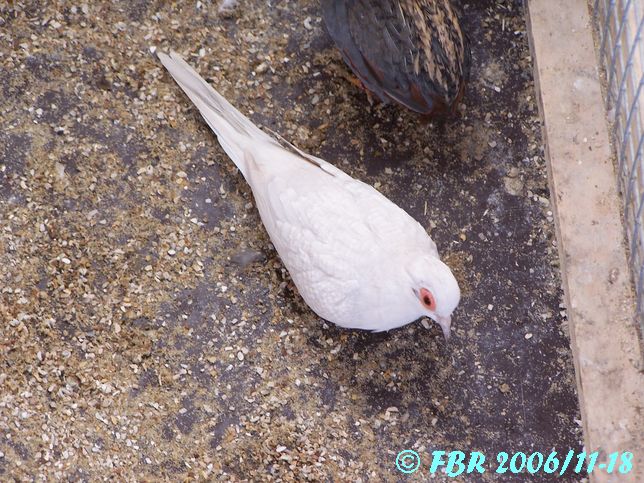 - Mes colombes diamant en photo (G. cuneata).  100_1824