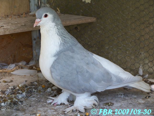 - Mes pigeons Lahores  (Pigeons domestiques). 100_3279