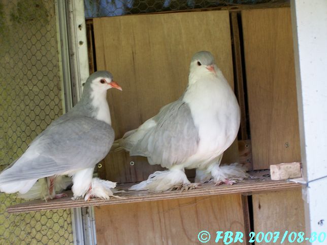 - Mes pigeons Lahores  (Pigeons domestiques). 100_3281