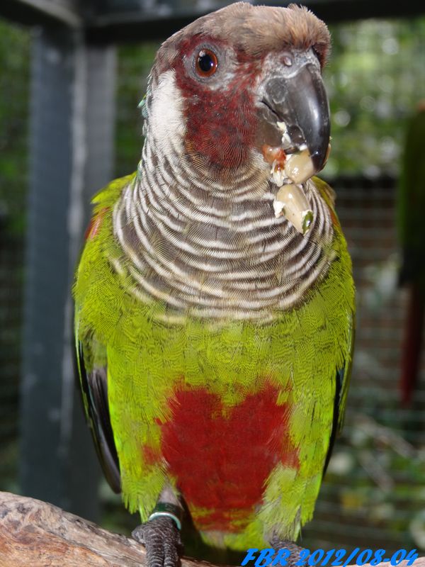 P. Griseipectus DSC00477