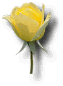 fleurs - language des fleurs! + (autres à venir...) Rose_jaune