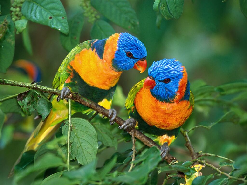 Installez-vous confortablement et regardez .... Oiseaux