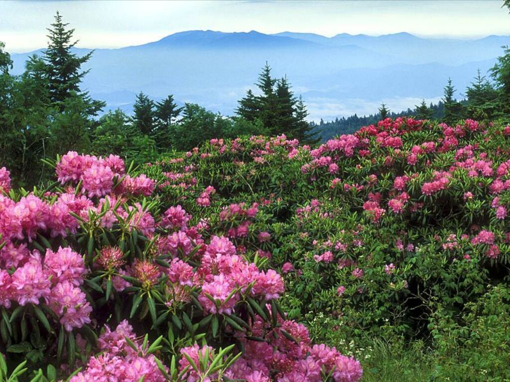 صور مناظر طبيعيه Rhodo5