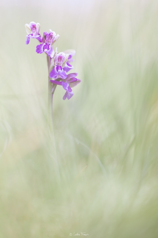 Lusus Anacamptis morio Anacamptis-morio-lusus