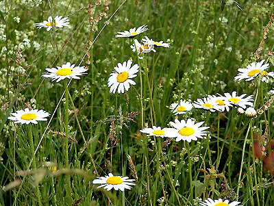 Nos amies les fleurs - Page 7 Marguerite2