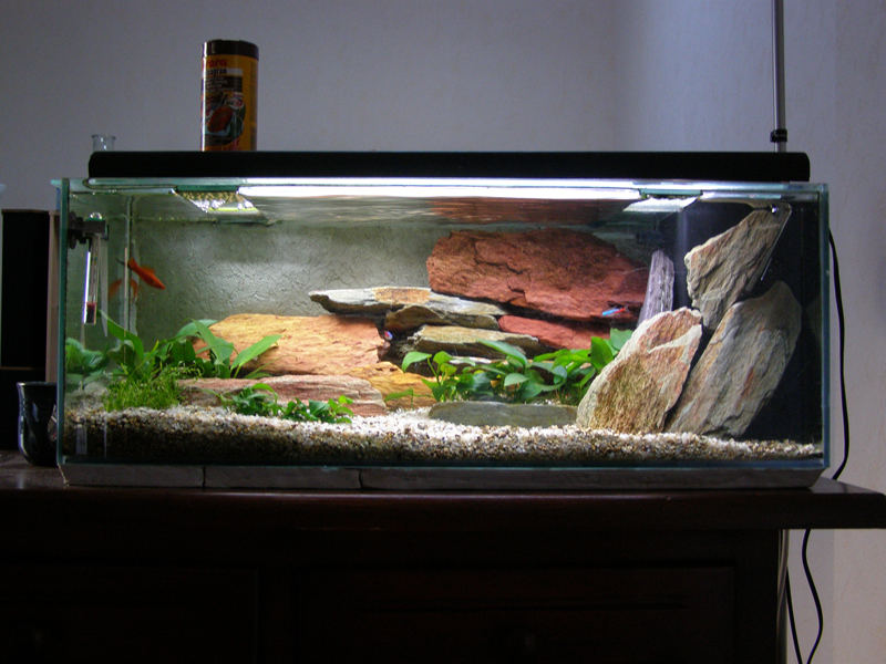 Mon futur aquarium spécifique killies PA270381p