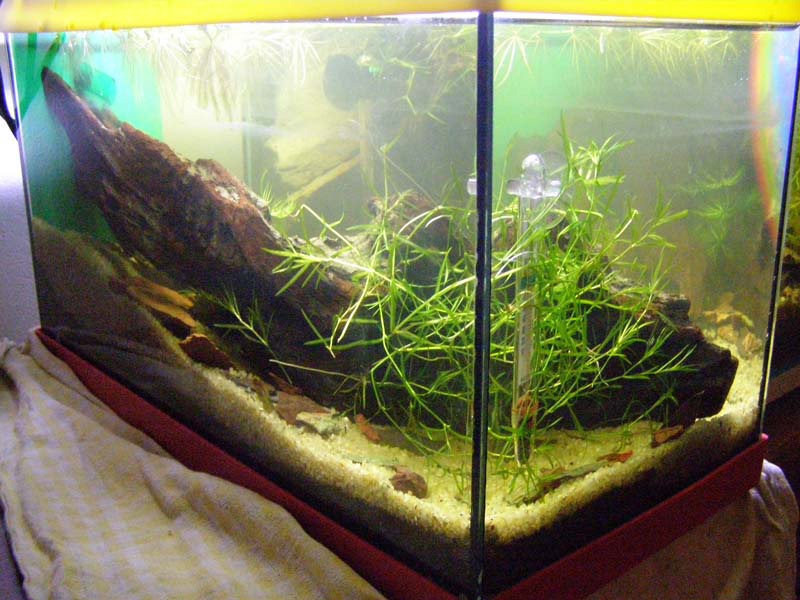 Mon futur aquarium spécifique killies - Page 2 P2093330