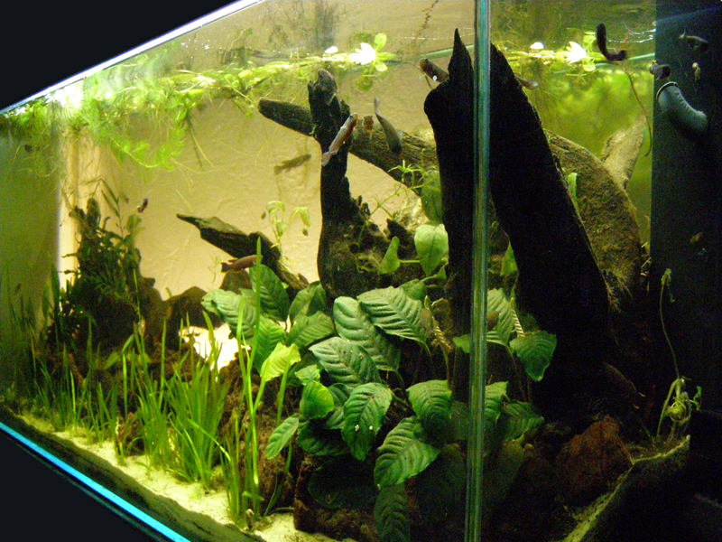 Mon futur aquarium spécifique killies - Page 3 P2214503%20copy