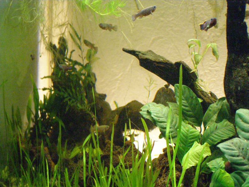 Mon futur aquarium spécifique killies - Page 3 P2214507%20copy