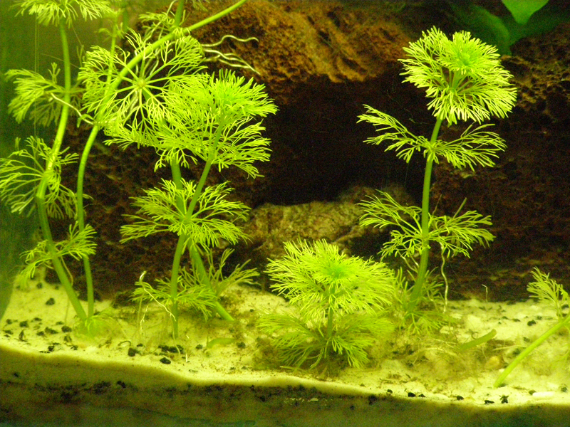 Mon futur aquarium spécifique killies - Page 3 P2294523%20copy