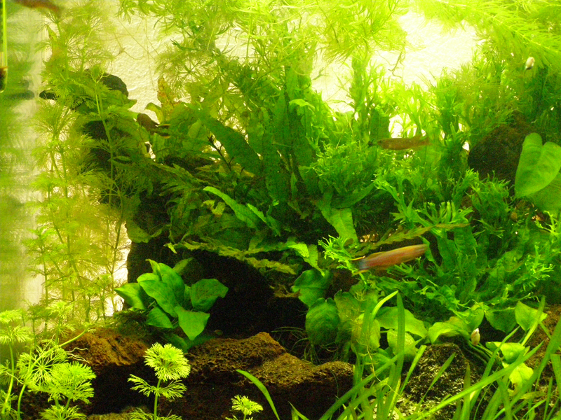 Mon futur aquarium spécifique killies - Page 3 P2294525%20copy